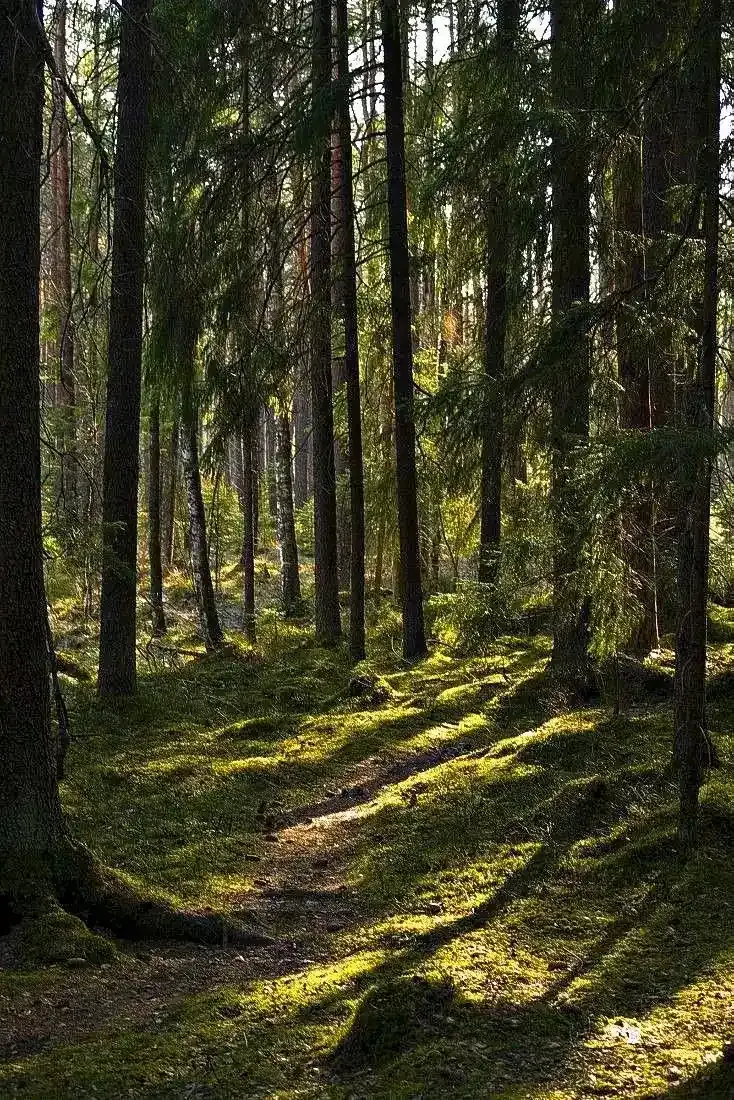Кедры и обезьяны